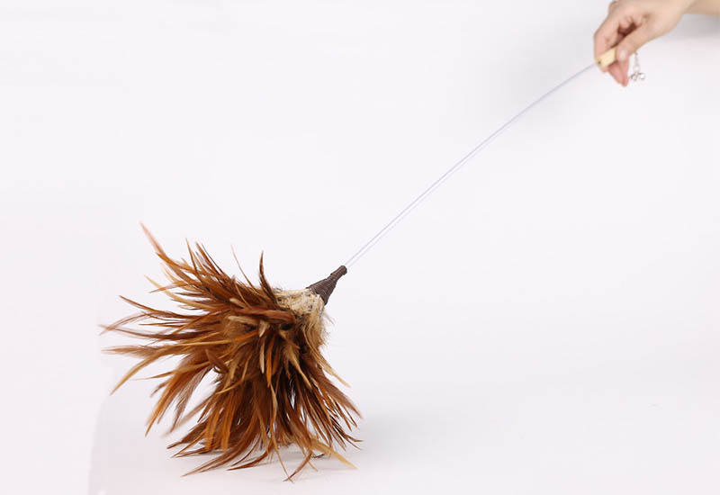 挪威森林友善逗貓棒