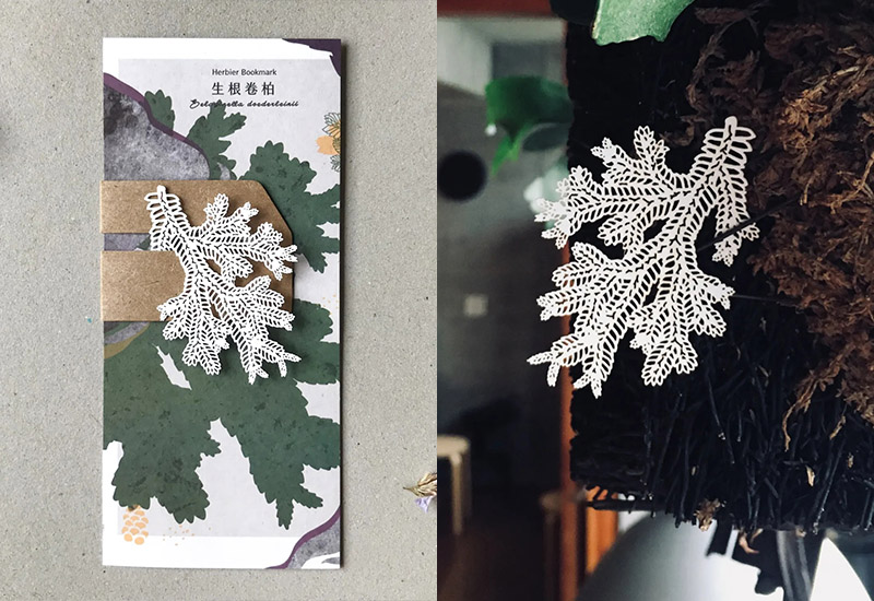 蕨類標本紙雕-生根卷柏