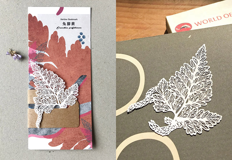 蕨類標本紙雕-兔腳蕨