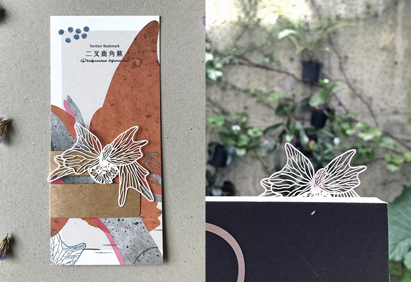 蕨類標本紙雕-二叉鹿角蕨