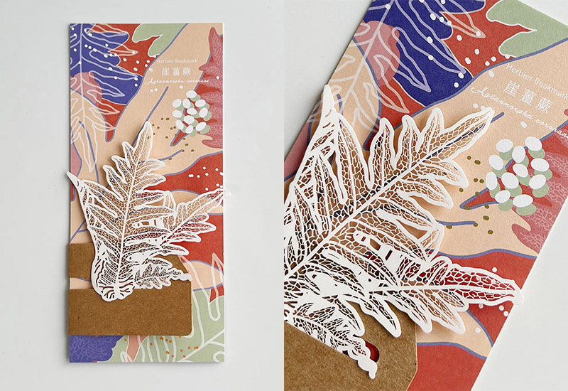 蕨類標本紙雕4.0-崖薑蕨