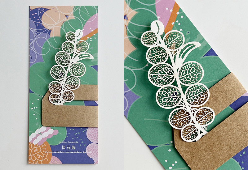 蕨類標本紙雕4.0-伏石蕨