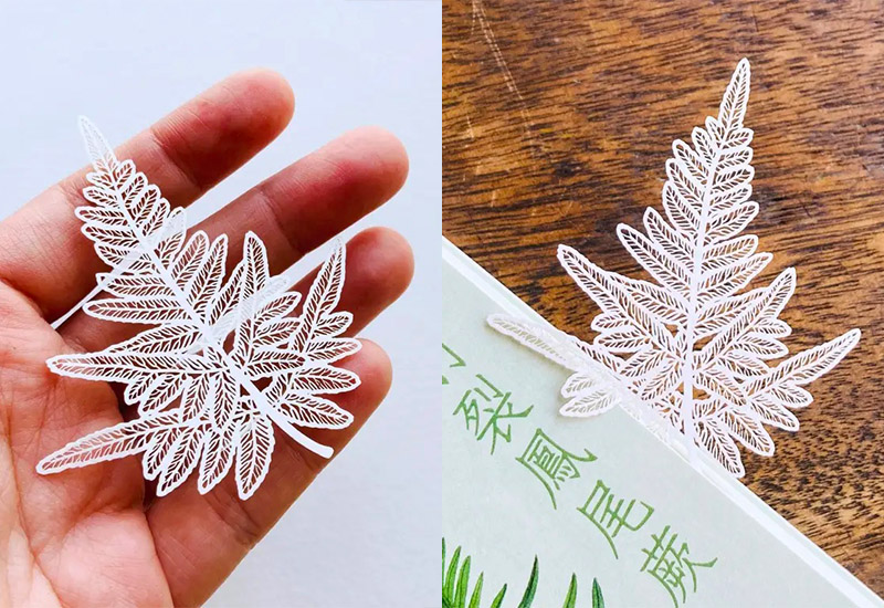 蕨類標本紙雕2.0-半邊羽裂鳳尾蕨