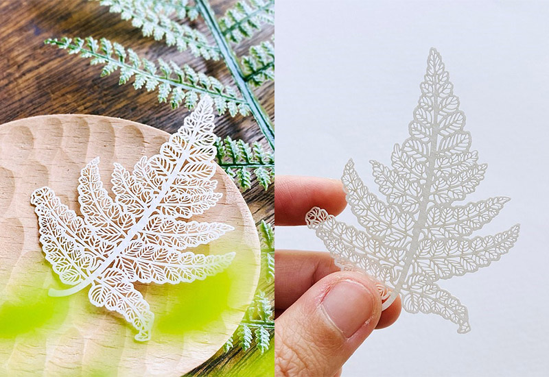 蕨類標本紙雕2.0 - 過溝菜蕨