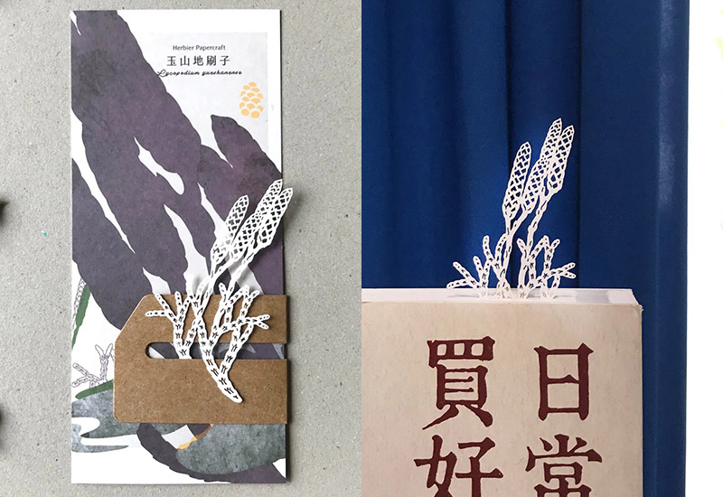 蕨類標本紙雕-玉山地刷子