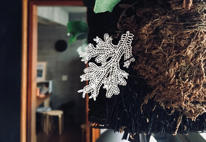 蕨類標本紙雕-生根卷柏