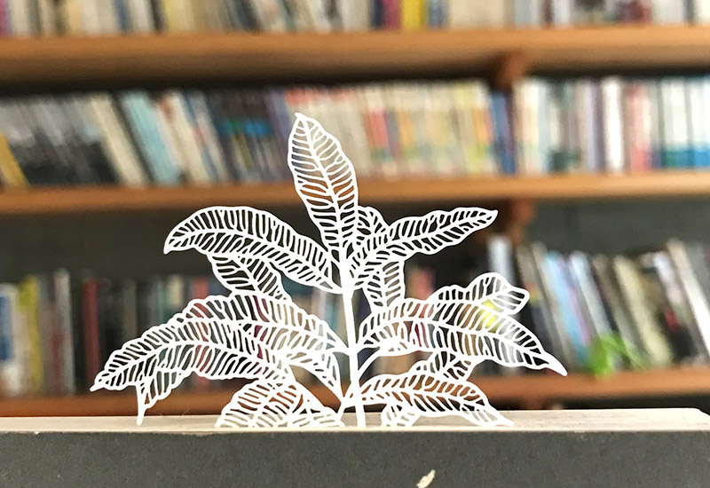 蕨類標本紙雕-臺灣原始觀音座蓮