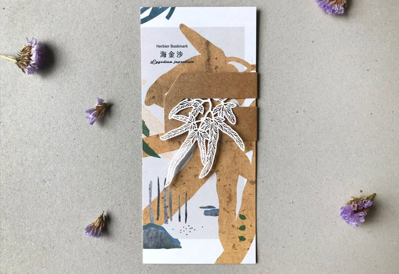 蕨類標本紙雕-海金沙