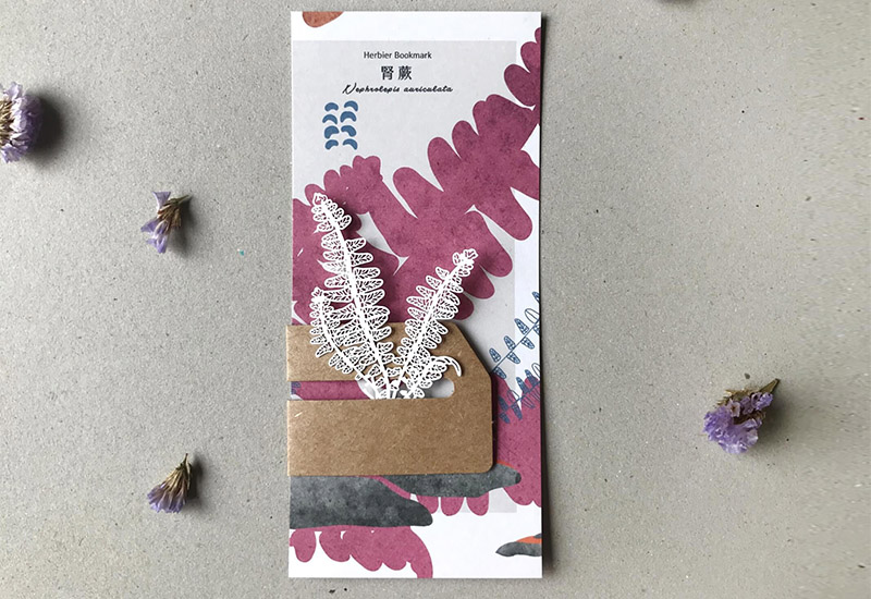 蕨類標本紙雕-腎蕨