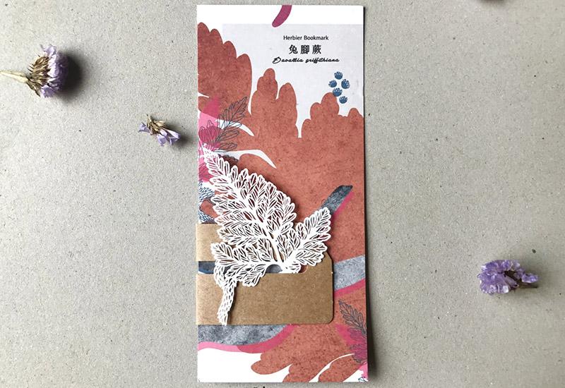 蕨類標本紙雕-兔腳蕨