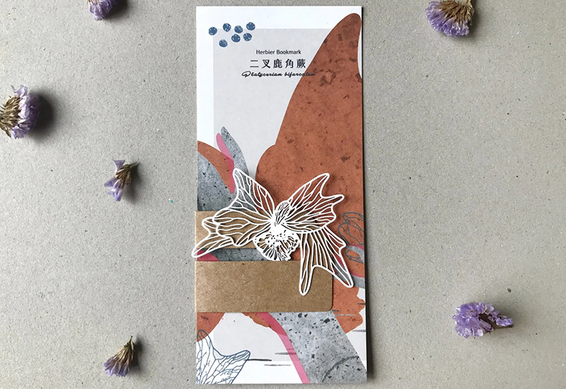 蕨類標本紙雕-二叉鹿角蕨