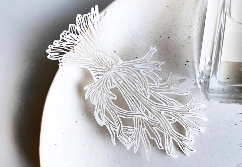 蕨類標本紙雕3.0-爪哇鹿角蕨