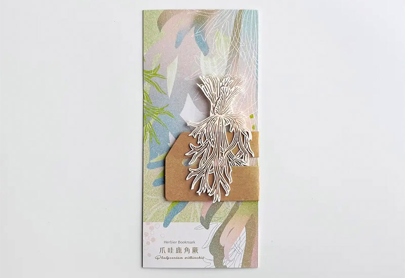 蕨類標本紙雕3.0-爪哇鹿角蕨