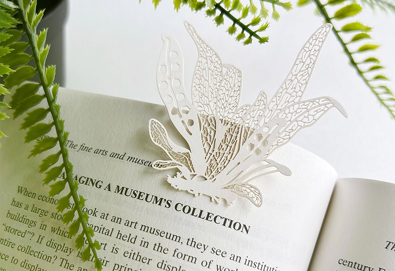 蕨類標本紙雕4.0-瓦葦