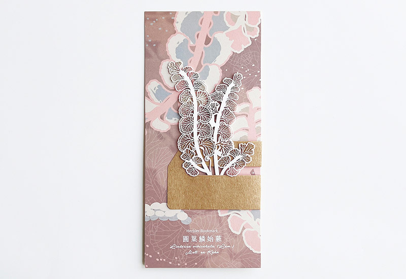 蕨類標本紙雕5.0-圓葉鱗始蕨